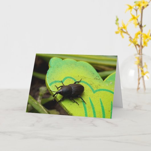 Weevil 、カブトムシ、Curculooidea 、バグ カード (黄色い花)