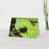 Weevil 、カブトムシ、Curculooidea 、バグ カード (正面)