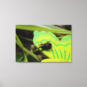 Weevil 、カブトムシ、Curculooidea 、バグ キャンバスプリント