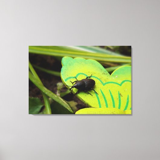 Weevil 、カブトムシ、Curculooidea 、バグ キャンバスプリント (正面)
