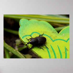 Weevil 、カブトムシ、Curculooidea 、バグ ポスター