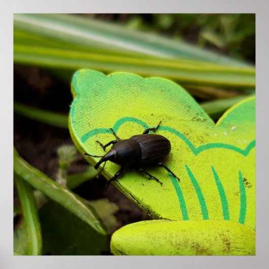 Weevil 、カブトムシ、Curculooidea 、バグ ポスター (正面)