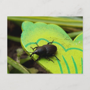 Weevil 、カブトムシ、Curculooidea 、バグ ポストカード