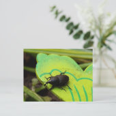 Weevil 、カブトムシ、Curculooidea 、バグ ポストカード (スタンド正面)