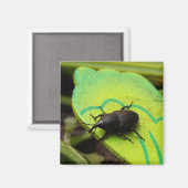 Weevil 、カブトムシ、Curculooidea 、バグ マグネット (正面/裏面)