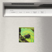 Weevil 、カブトムシ、Curculooidea 、バグ マグネット (インサイチュ (食洗機))