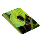 Weevil 、カブトムシ、Curculooidea 、バグ マグネット (右側)