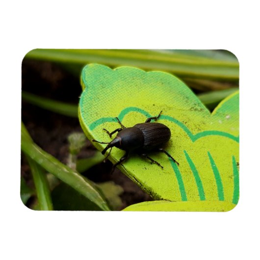 Weevil 、カブトムシ、Curculooidea 、バグ マグネット (横)