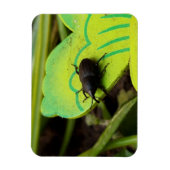 Weevil 、カブトムシ、Curculooidea 、バグ マグネット (縦)