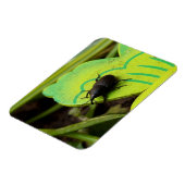 Weevil 、カブトムシ、Curculooidea 、バグ マグネット (左側)