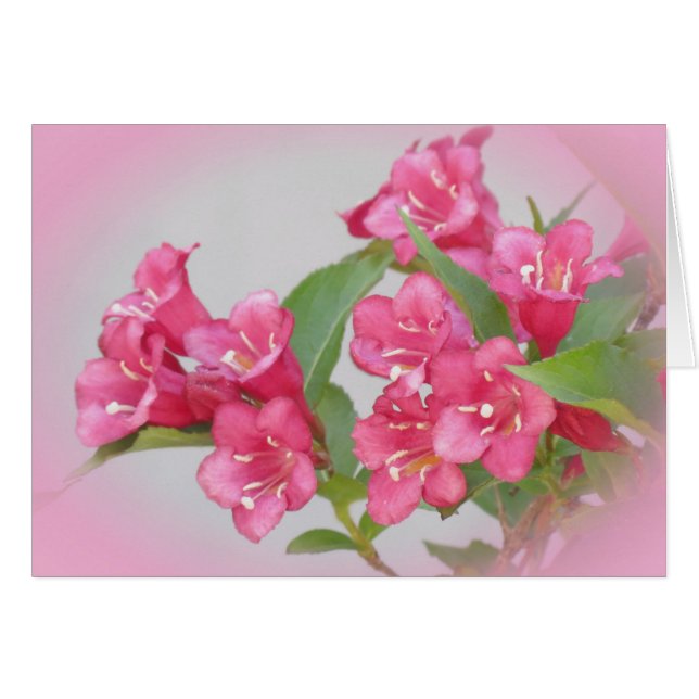 Weigelaの開花 (正面横)