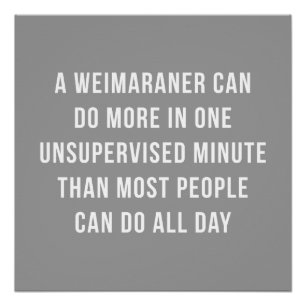 Weimaranerのすぐに完全なポスター ポスター