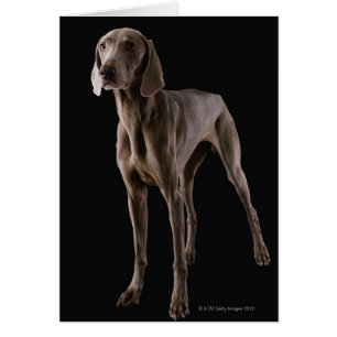 Weimaranerのスタジオの打撃