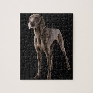 Weimaranerのスタジオの打撃 ジグソーパズル