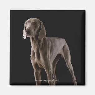 Weimaranerのスタジオの打撃 マグネット