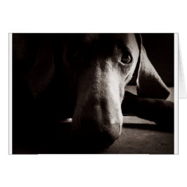 Weimaranerのポートレート