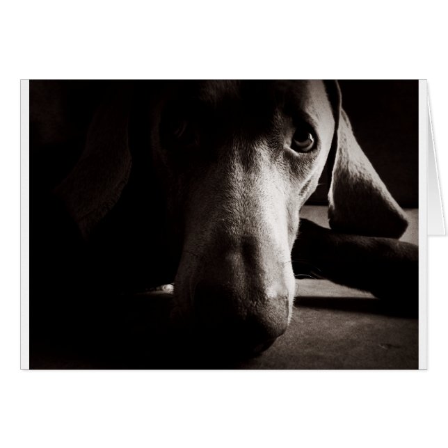 Weimaranerのポートレート (正面横)