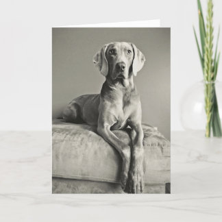 Weimaranerのポートレート カード