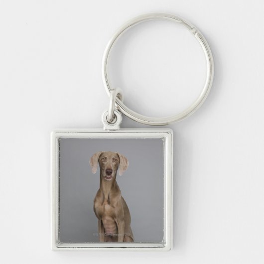 Weimaranerのモデル、スタジオの打撃 キーホルダー (正面)