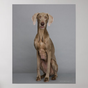 Weimaranerのモデル、スタジオの打撃 ポスター