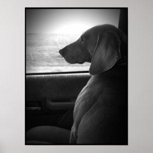 Weimaranerの乗馬の散弾銃-キャンバス ポスター