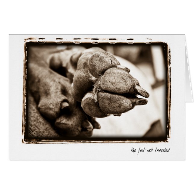 Weimaranerの国家: "旅慣れた"足 (正面横)