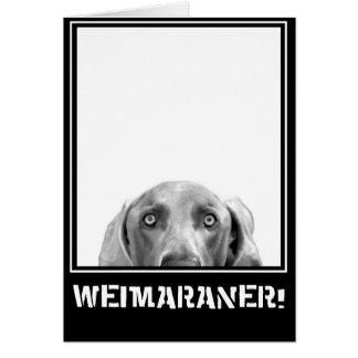 Weimaranerの国家: 箱のWeimaraner!
