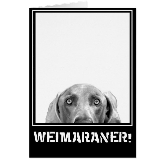Weimaranerの国家: 箱のWeimaraner! (正面)