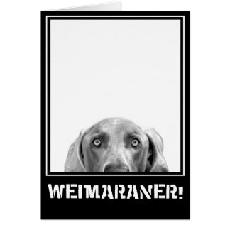 Weimaranerの国家: 箱のWeimaraner!