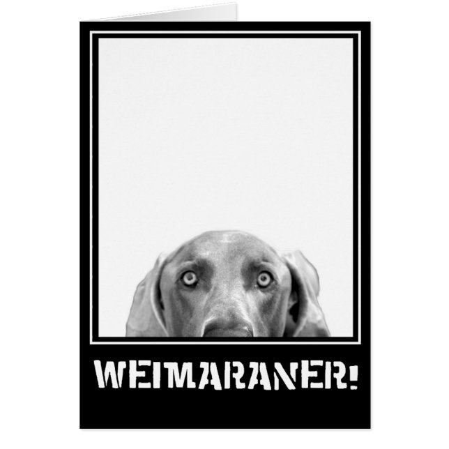 Weimaranerの国家: 箱のWeimaraner! (正面)