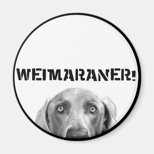 Weimaranerの国家: 箱のWeimaraner! マグネット