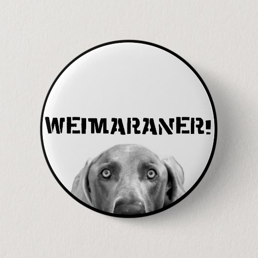 Weimaranerの国家: 箱のWeimaraner! 缶バッジ (正面)