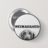 Weimaranerの国家: 箱のWeimaraner! 缶バッジ (正面&裏面)