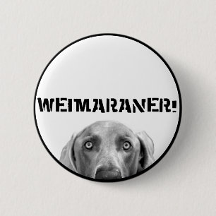 Weimaranerの国家: 箱のWeimaraner! 缶バッジ