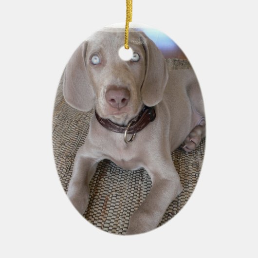 Weimaranerの子犬のオーナメント セラミックオーナメント (正面)