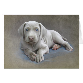 Weimaranerの子犬
