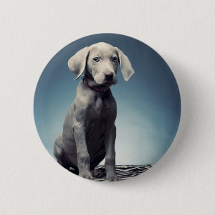 Weimaranerの子犬 缶バッジ