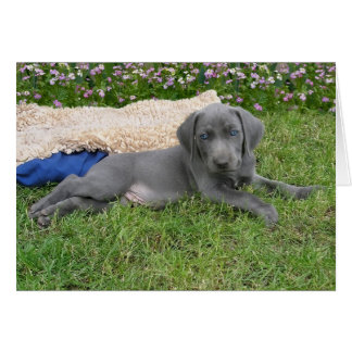 Weimaranerの青い子犬