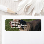 Weimaranerよくはしゃぐ Dog宛名ラベル ラベル (インサイチュ)