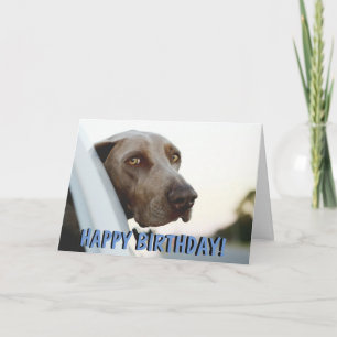 Weimaraner犬のバースデー・カード カード