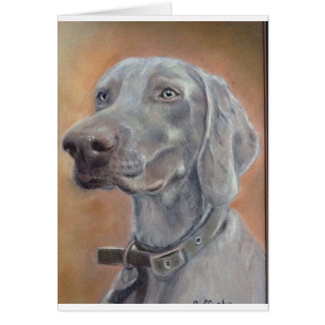 Weimaraner犬 (正面)