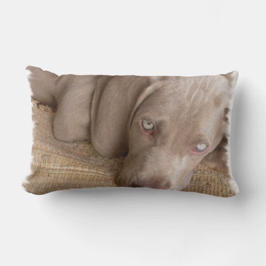 Weimaraner睡眠の枕 ランバークッション (正面)
