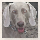 Weimaraner ガラスコースター (正面)