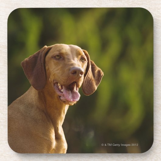 Weimaraner コースター (正面)