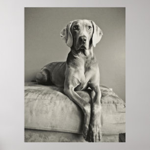 Weimaraner ポスター
