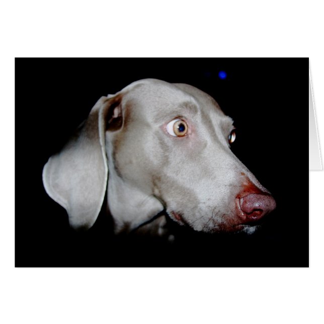 Weimaraner -灰色の幽霊 (正面横)