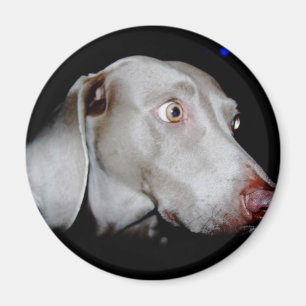 Weimaraner -灰色の幽霊 マグネット