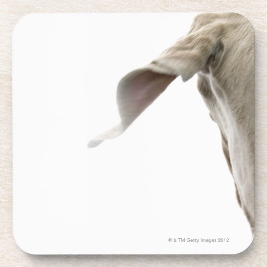 Weimaraner 2 コースター (正面)