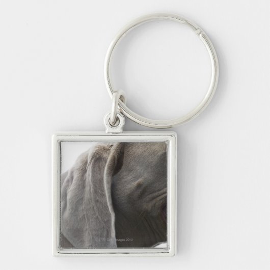 Weimaraner 3 キーホルダー (正面)