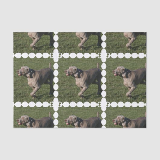 weimaraner-6 薄葉紙 (正面)